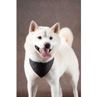 Flamingo Collar with bandana Herbert Dark brown