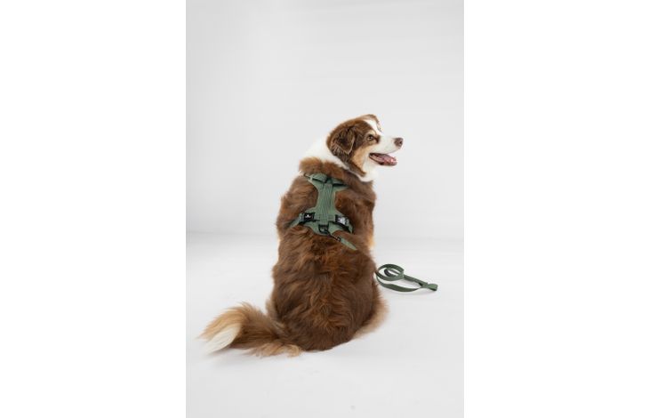 Flamingo Leash Cami Green