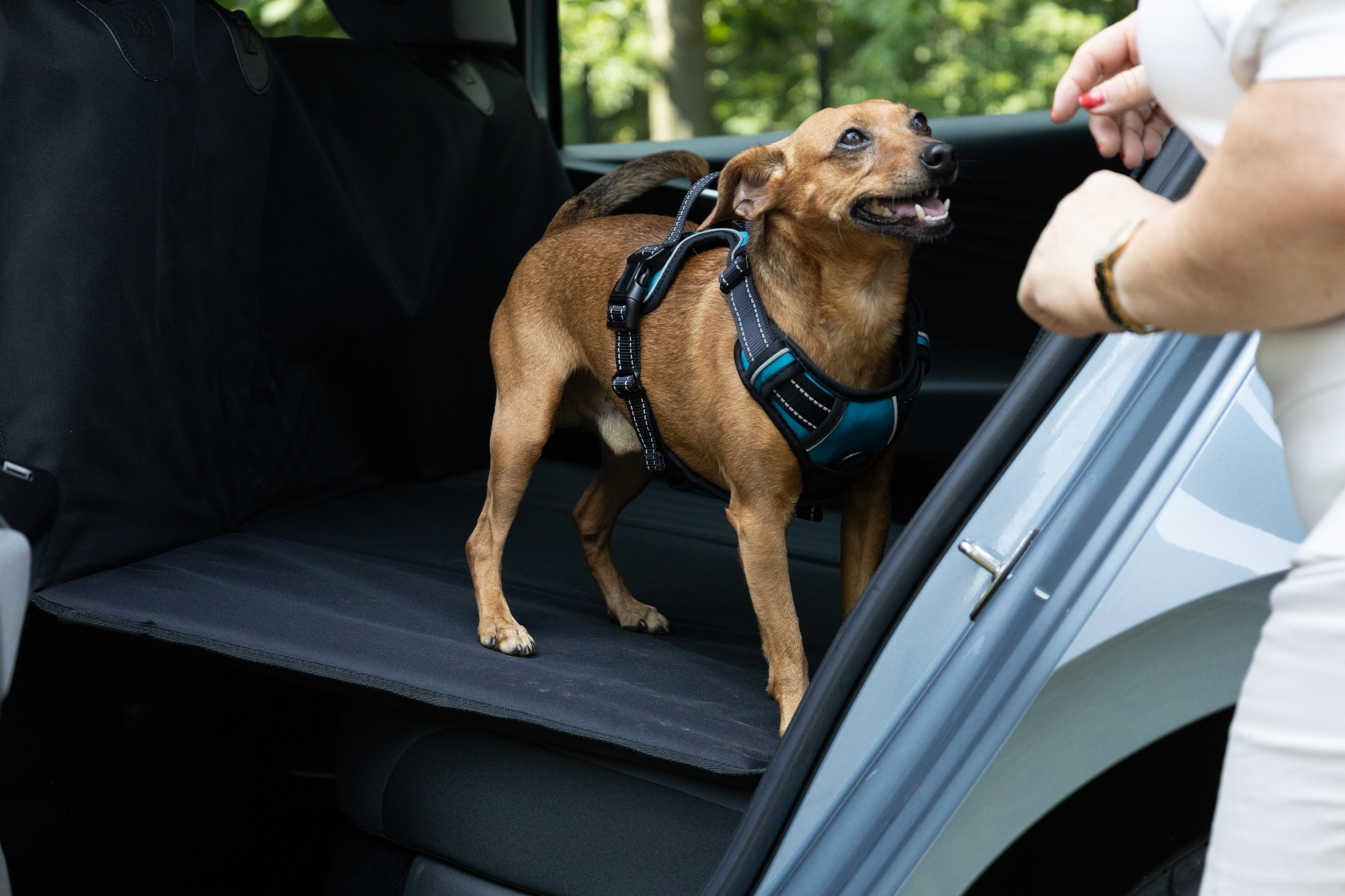 Flamingo Car seat cover Kenai Back seat Black