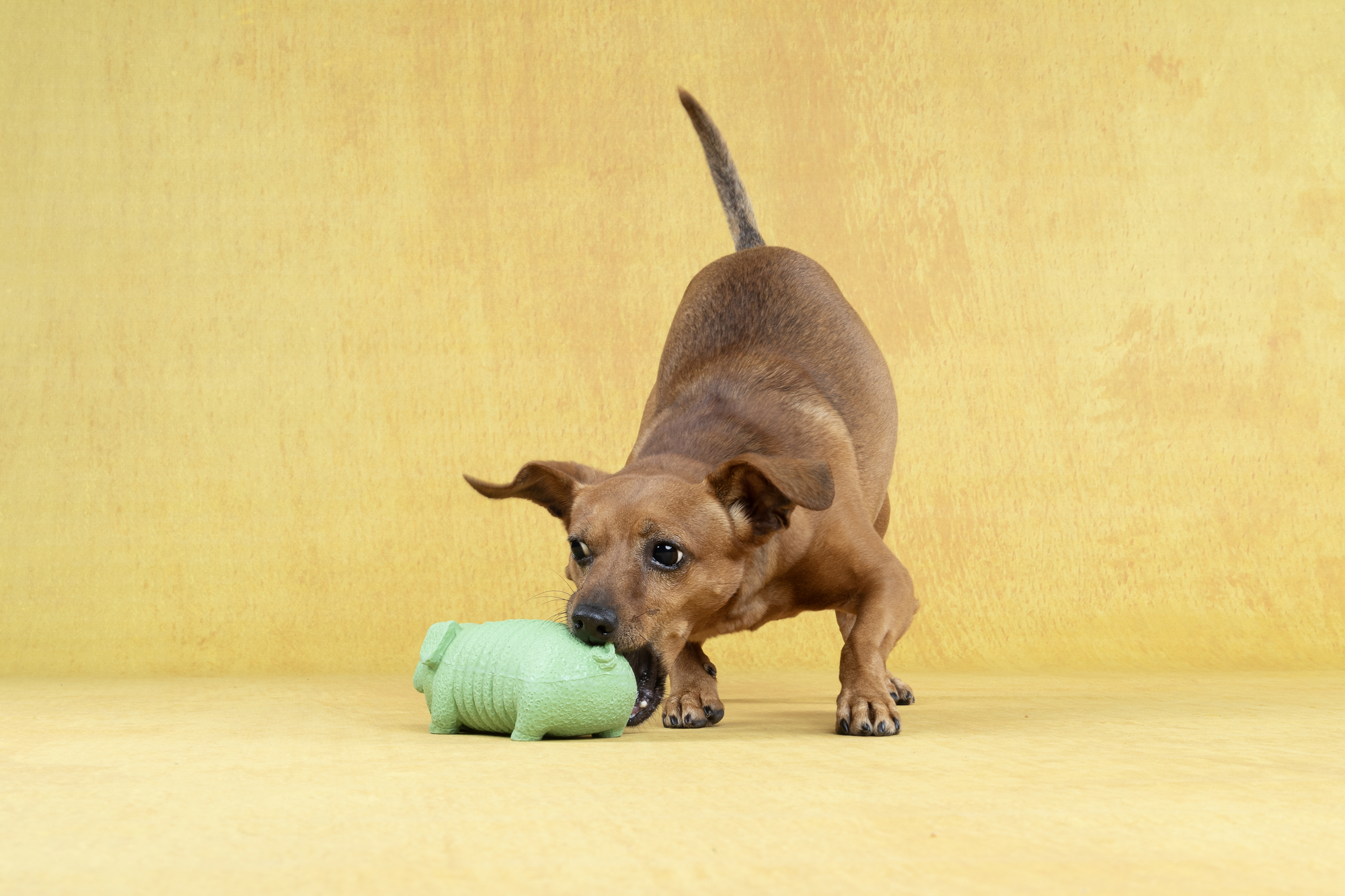 Flamingo Jouet Eyo Cochon Plusieurs couleurs