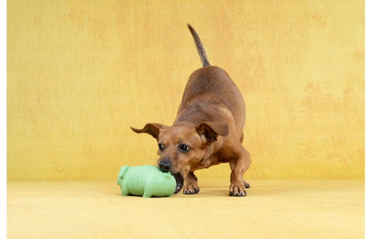 Flamingo Jouet Eyo Cochon Plusieurs couleurs