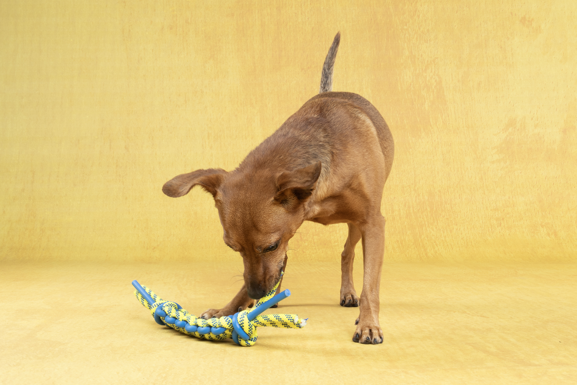 Flamingo Spielzeug Tofla Schnur Gewebt Blau & Gelb