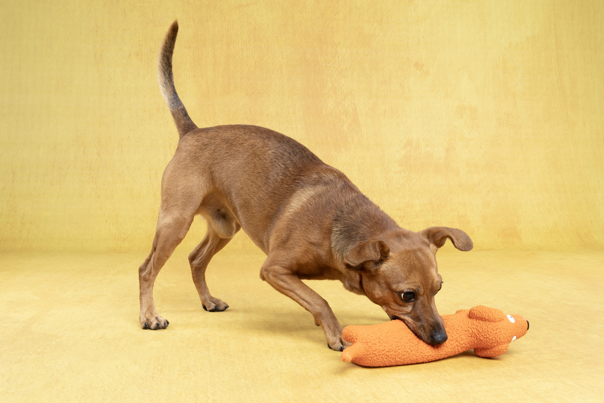 Flamingo Toy Honna Dog Orange