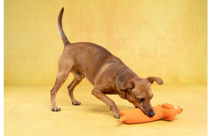Flamingo Toy Honna Dog Orange