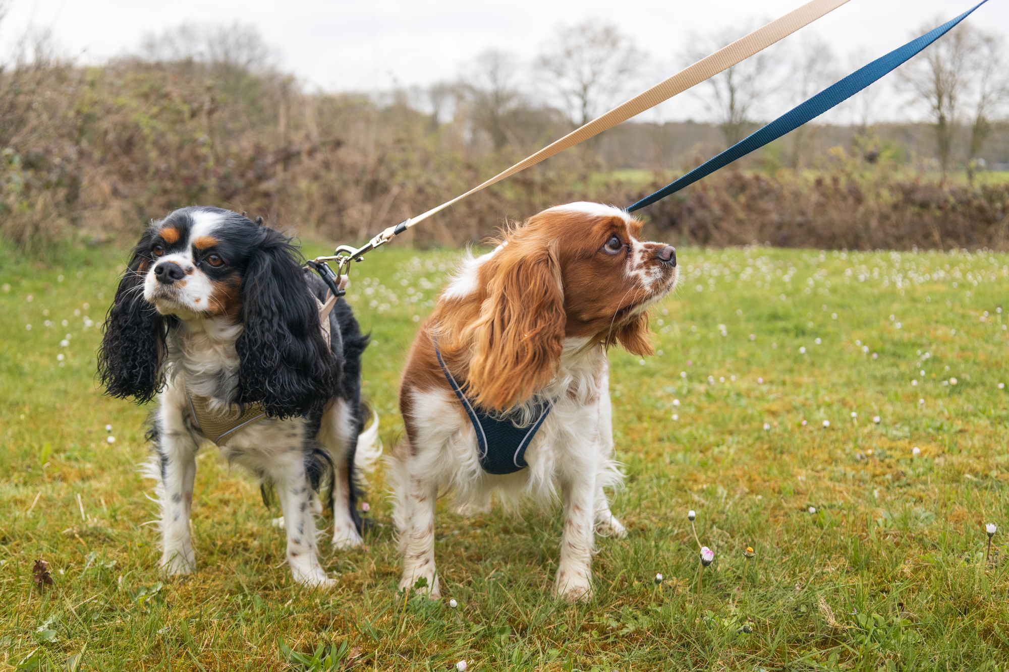 Flamingo Harnas Step&Go Bento Beige