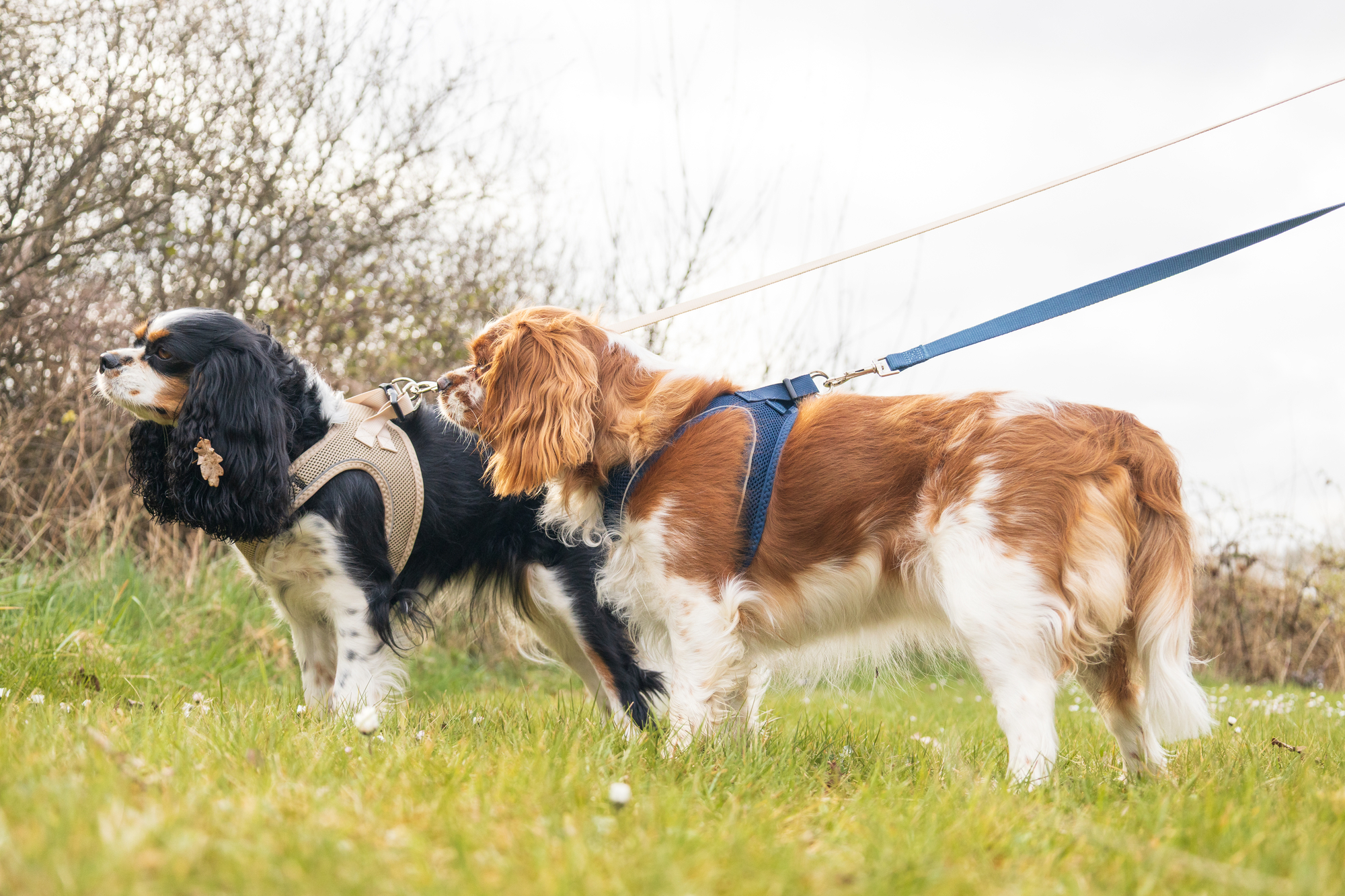 Flamingo Harnas Step&Go Bento Beige