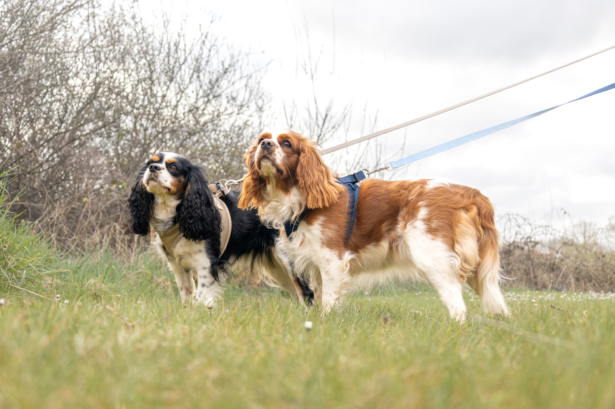 Flamingo Harnas Step&Go Bento Beige