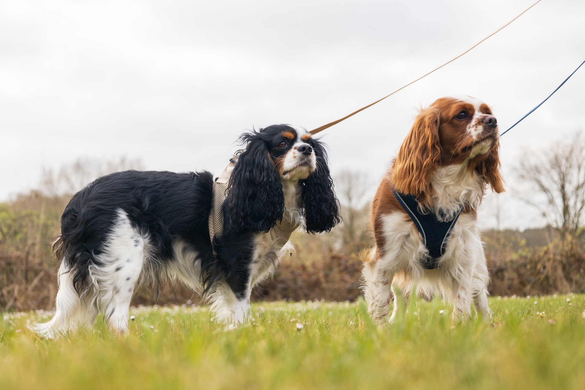 Flamingo Harnas Step&Go Bento Beige