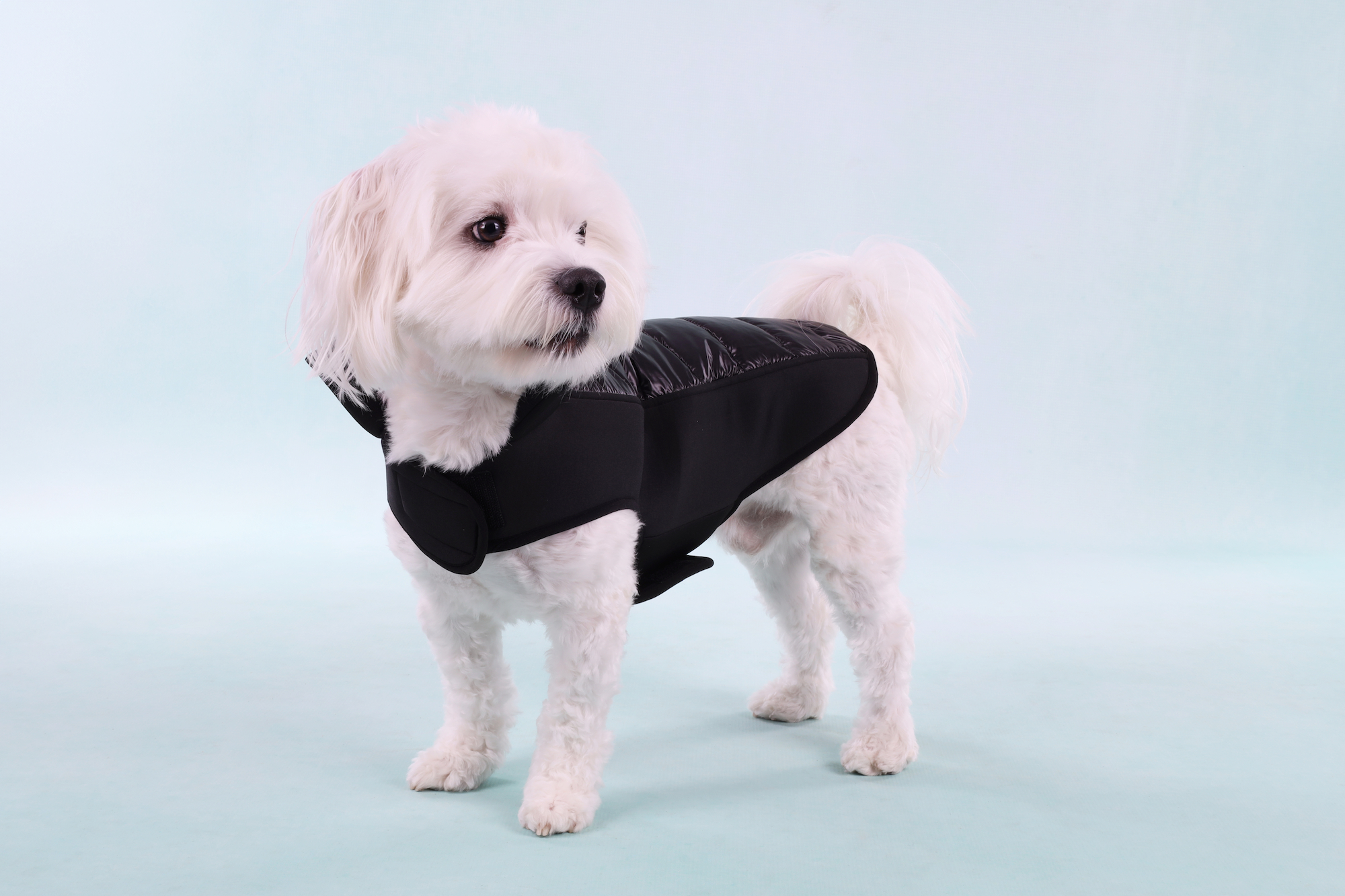 Flamingo Coat Jakaro Black