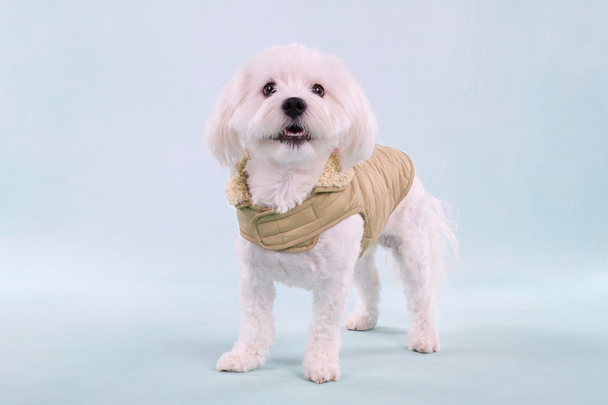 Flamingo Coat Bonnie Beige