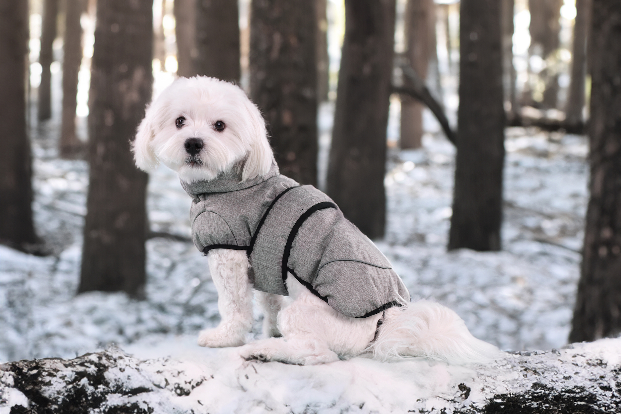 Flamingo Winter coat Iglu Grey