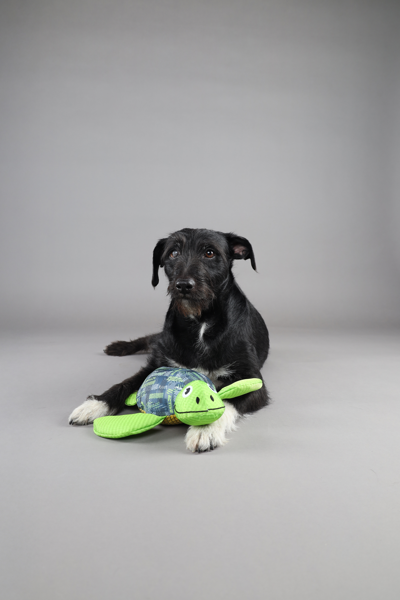 Flamingo Toy Siwi Turtle Green