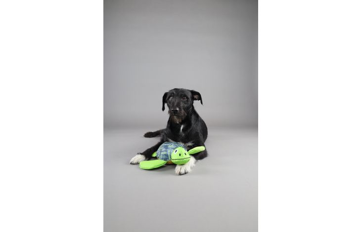 Flamingo Toy Siwi Turtle Green