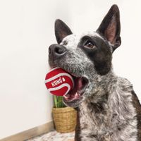 Kong® Kong® Speelgoed Signature Bal Meerkleurig