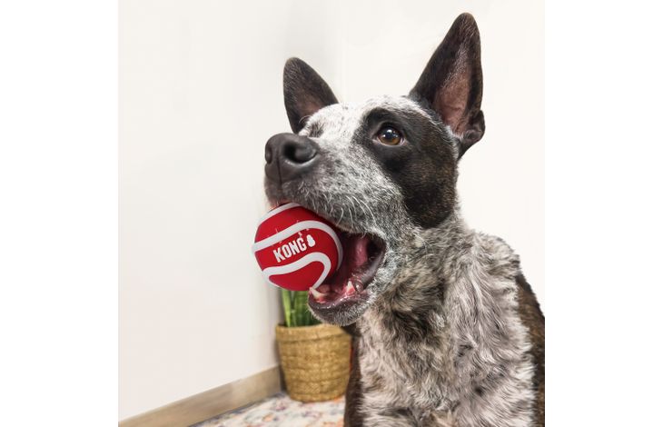 Kong® Kong® Speelgoed Signature Bal Meerkleurig