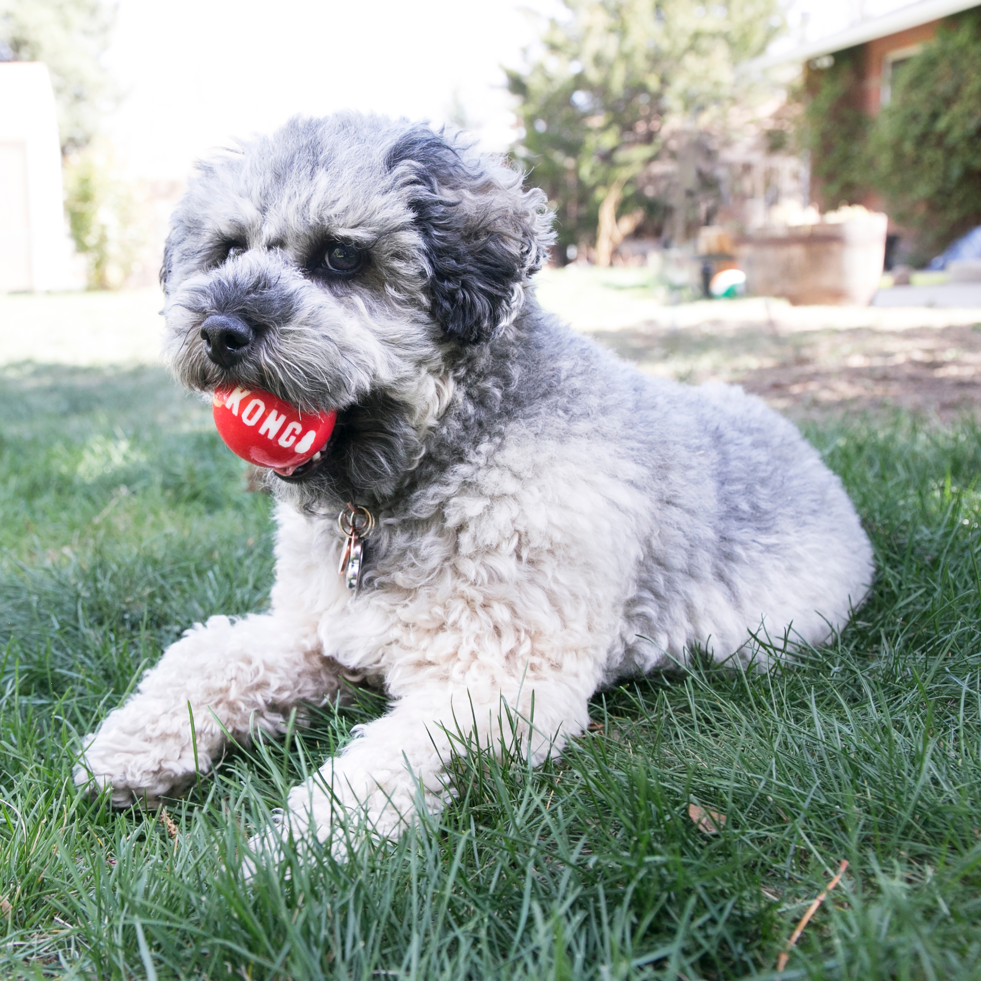 Kong® Kong® Toy Signature Ball Mix