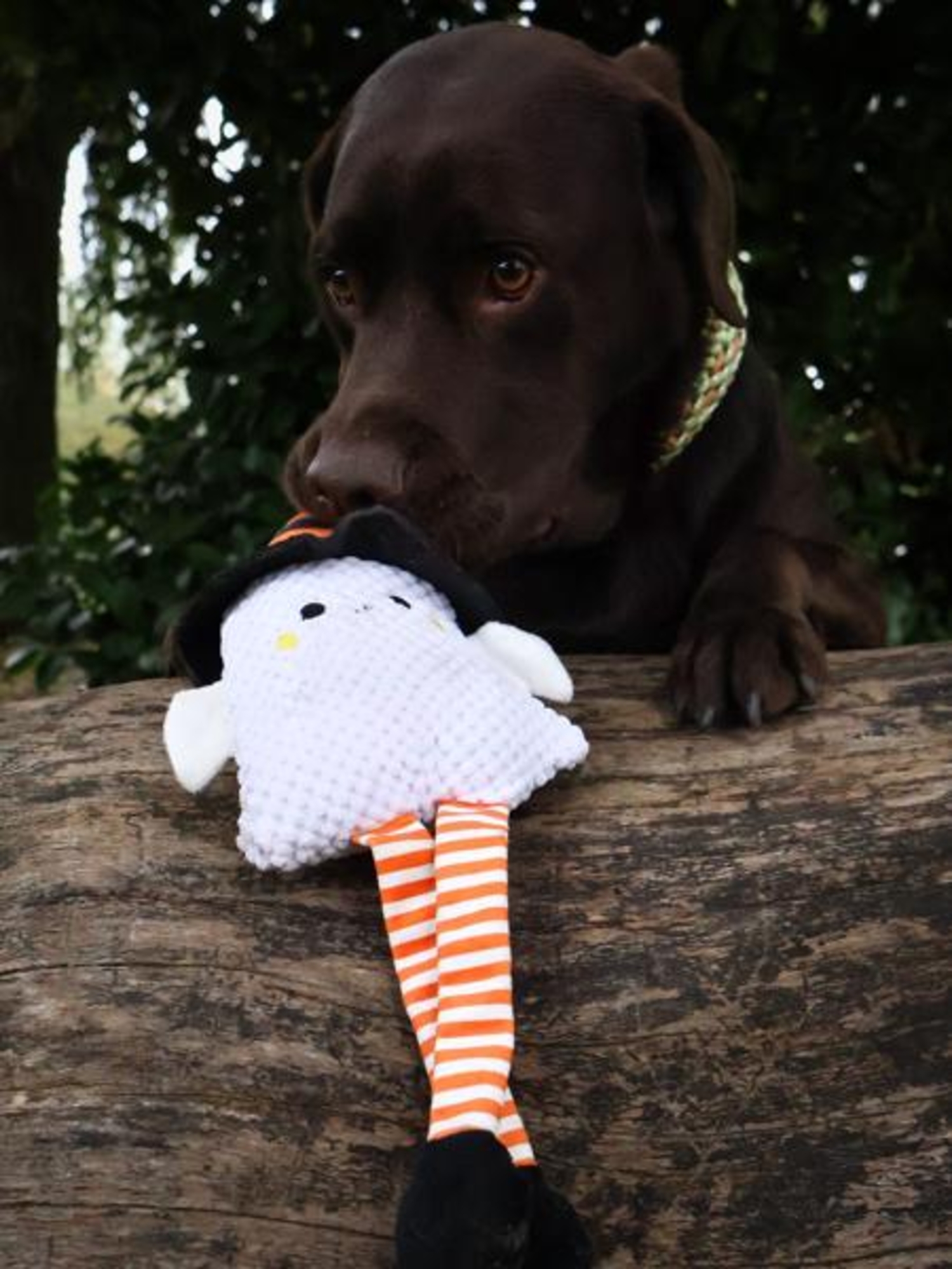 Flamingo Halloween Toy Binni Several versions 