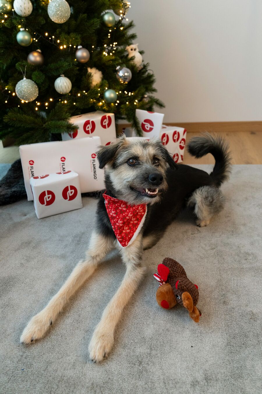 Plenty Gifts Bandana Xmas HoHo Dog M