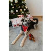 Plenty Gifts Bandana Xmas HoHo Dog M