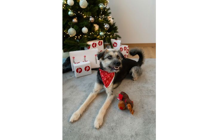 Plenty Gifts Bandana Xmas HoHo Dog M