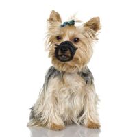 Flamingo Muzzle Teddie Black