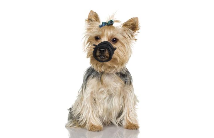 Flamingo Muzzle Teddie Black