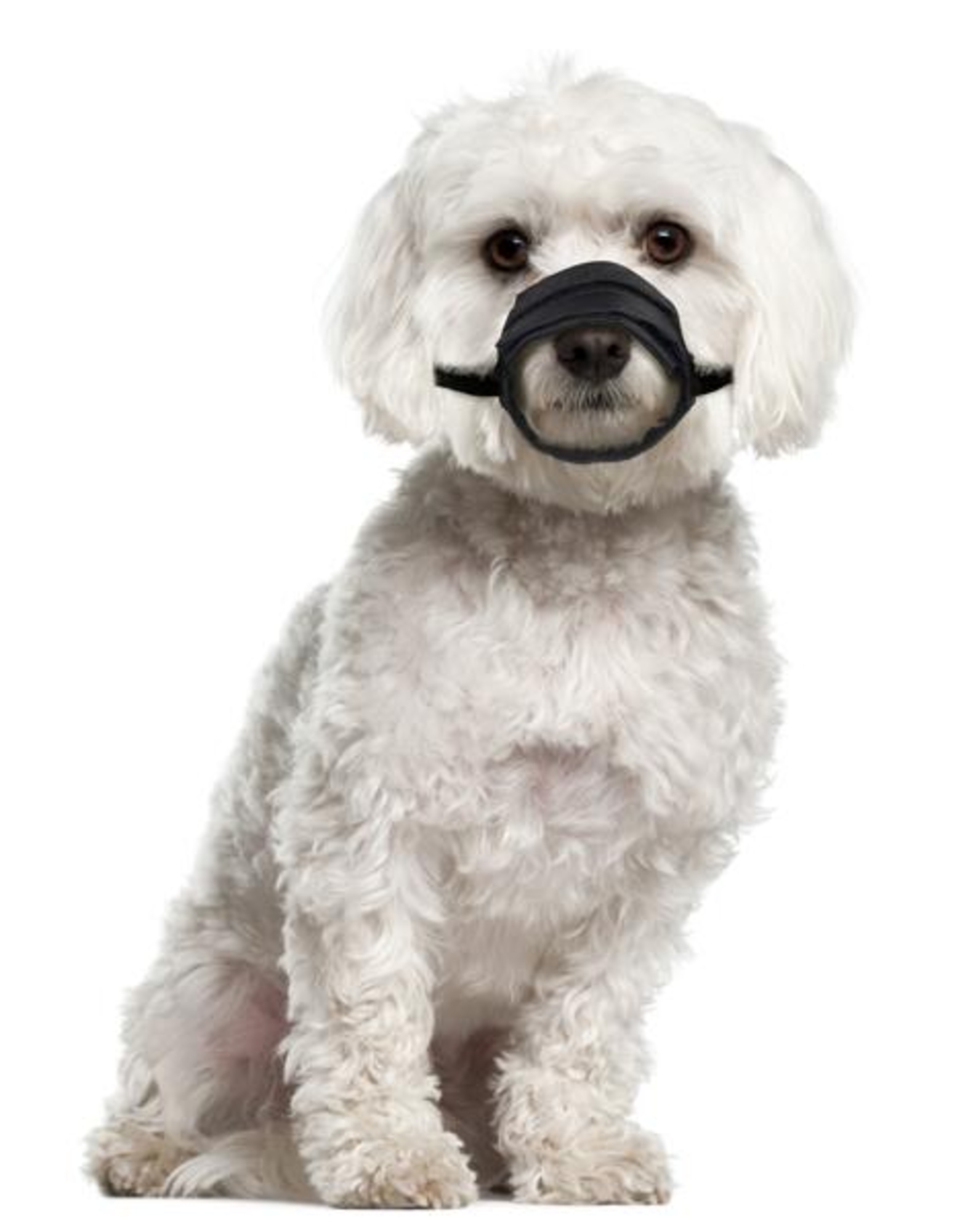 Flamingo Muzzle Teddie Black