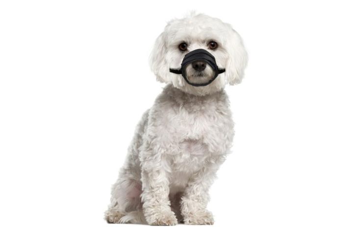 Flamingo Muzzle Teddie Black