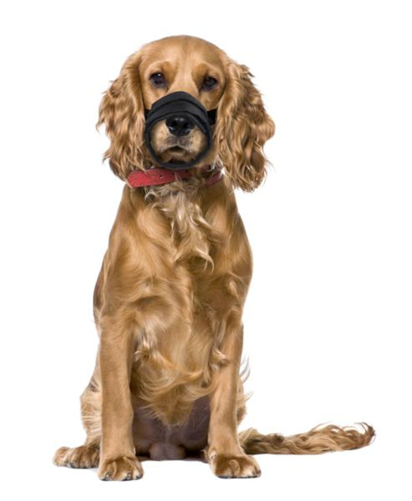 Flamingo Muzzle Teddie Black