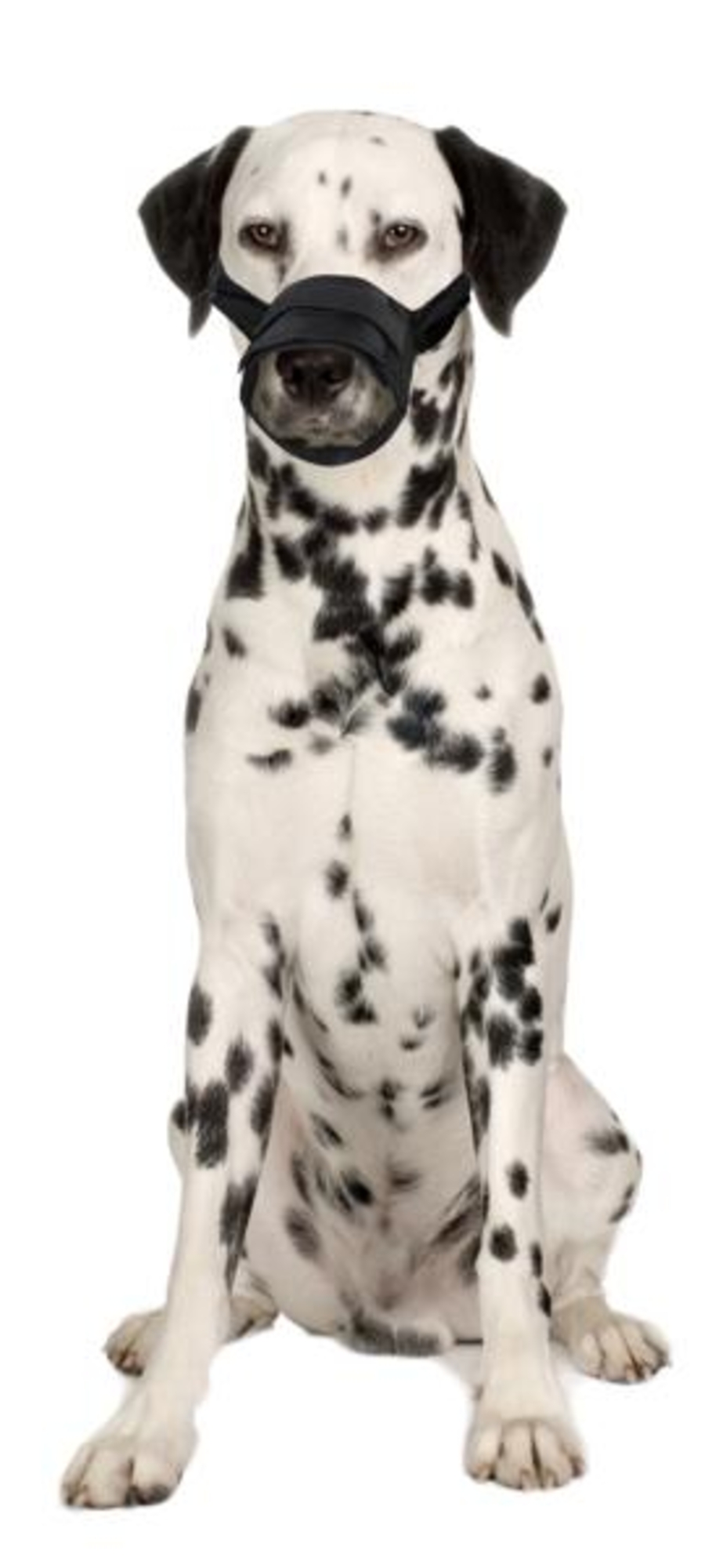 Flamingo Muzzle Teddie Black