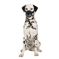 Flamingo Muzzle Teddie Black