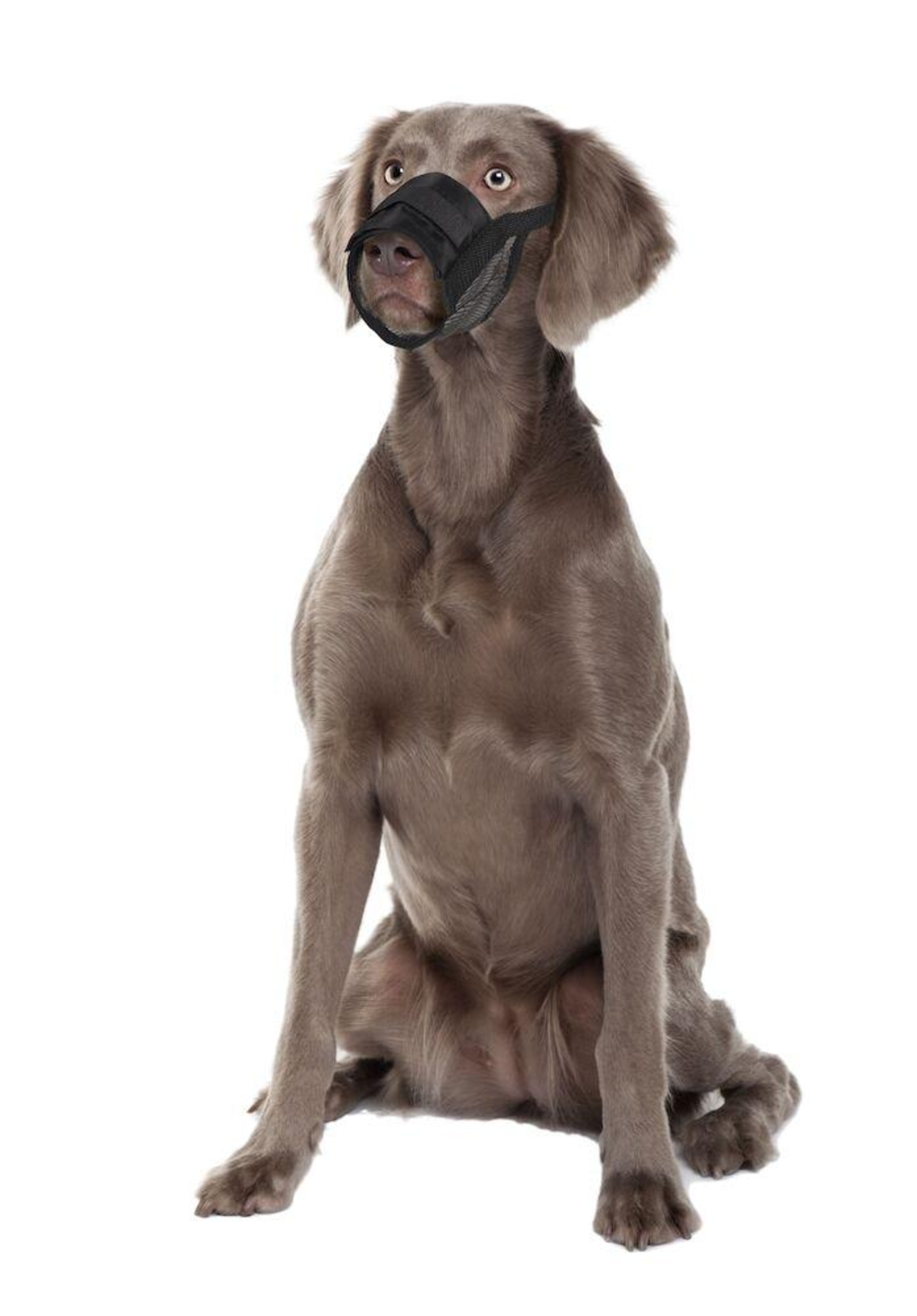 Flamingo Muzzle Teddie Black