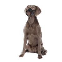 Flamingo Muzzle Teddie Black