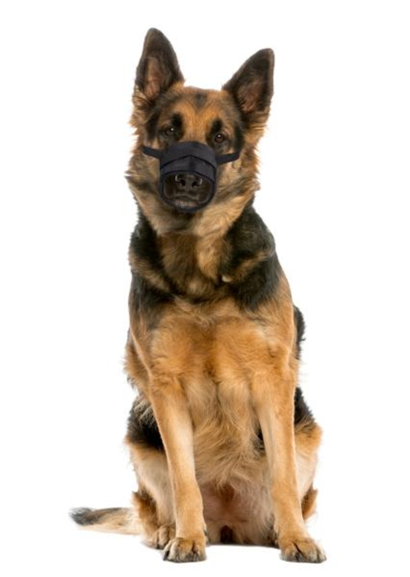 Flamingo Muzzle Teddie Black