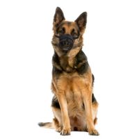 Flamingo Muzzle Teddie Black