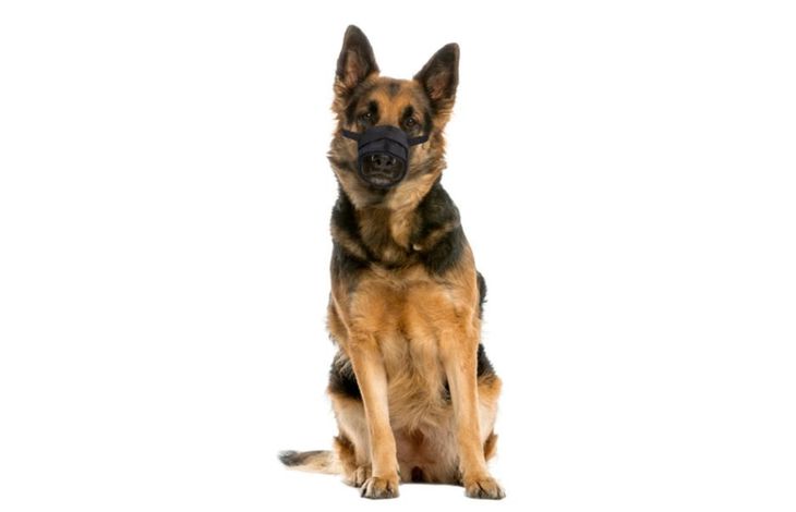 Flamingo Muzzle Teddie Black