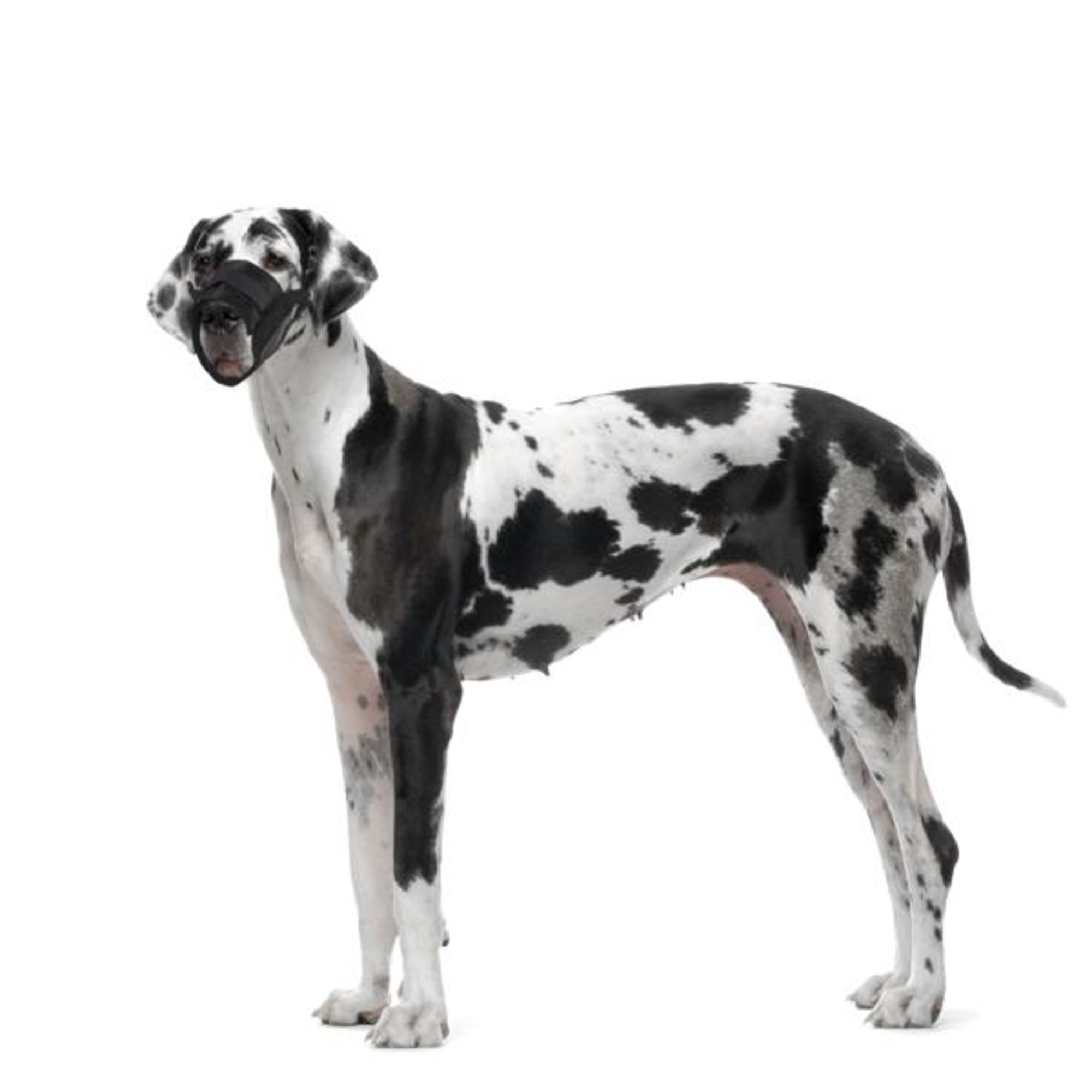 Flamingo Muzzle Teddie Black