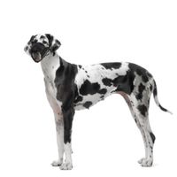 Flamingo Muzzle Teddie Black