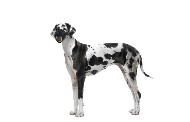 Flamingo Muzzle Teddie Black