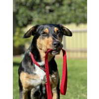 Flamingo Leash Ziggi Red