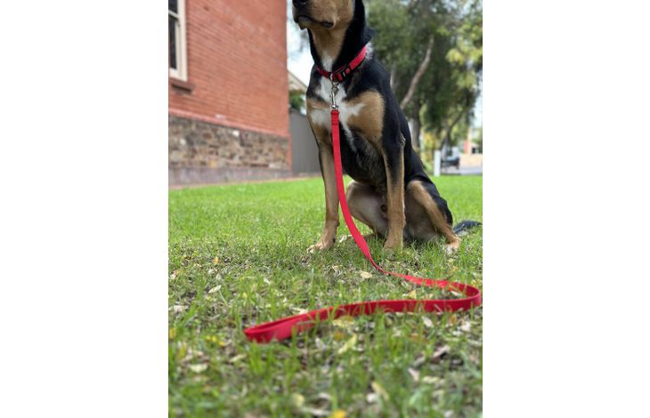 Flamingo Leash Ziggi Red