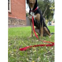 Flamingo Leash Ziggi Red