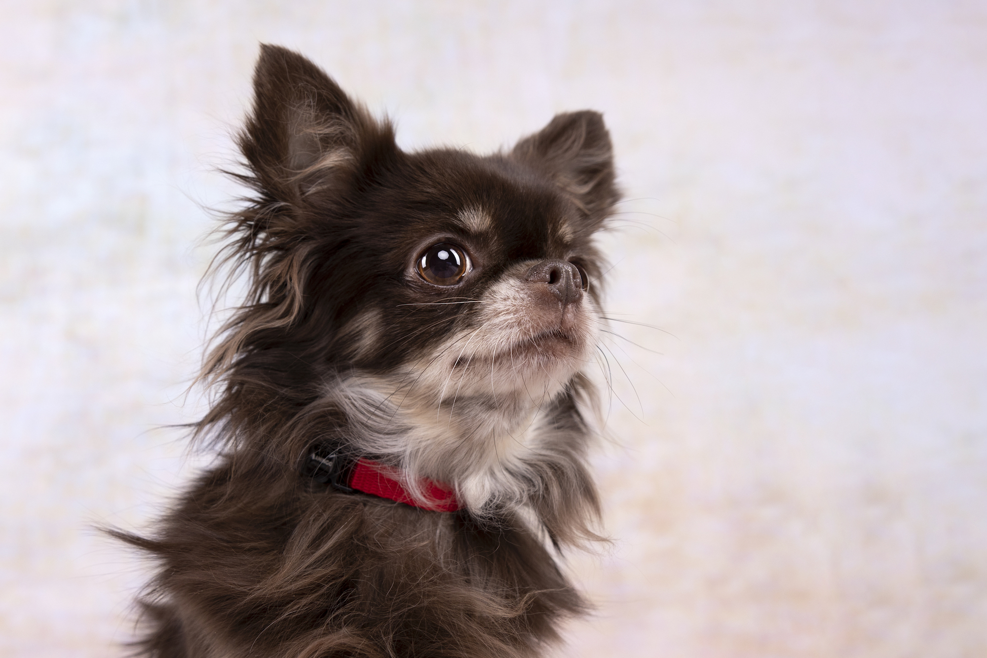 Flamingo Collar Ziggi Red