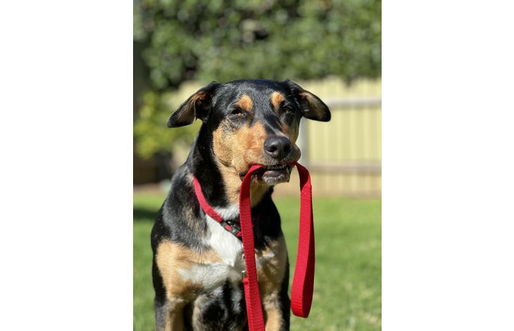 Flamingo Leash Ziggi Red