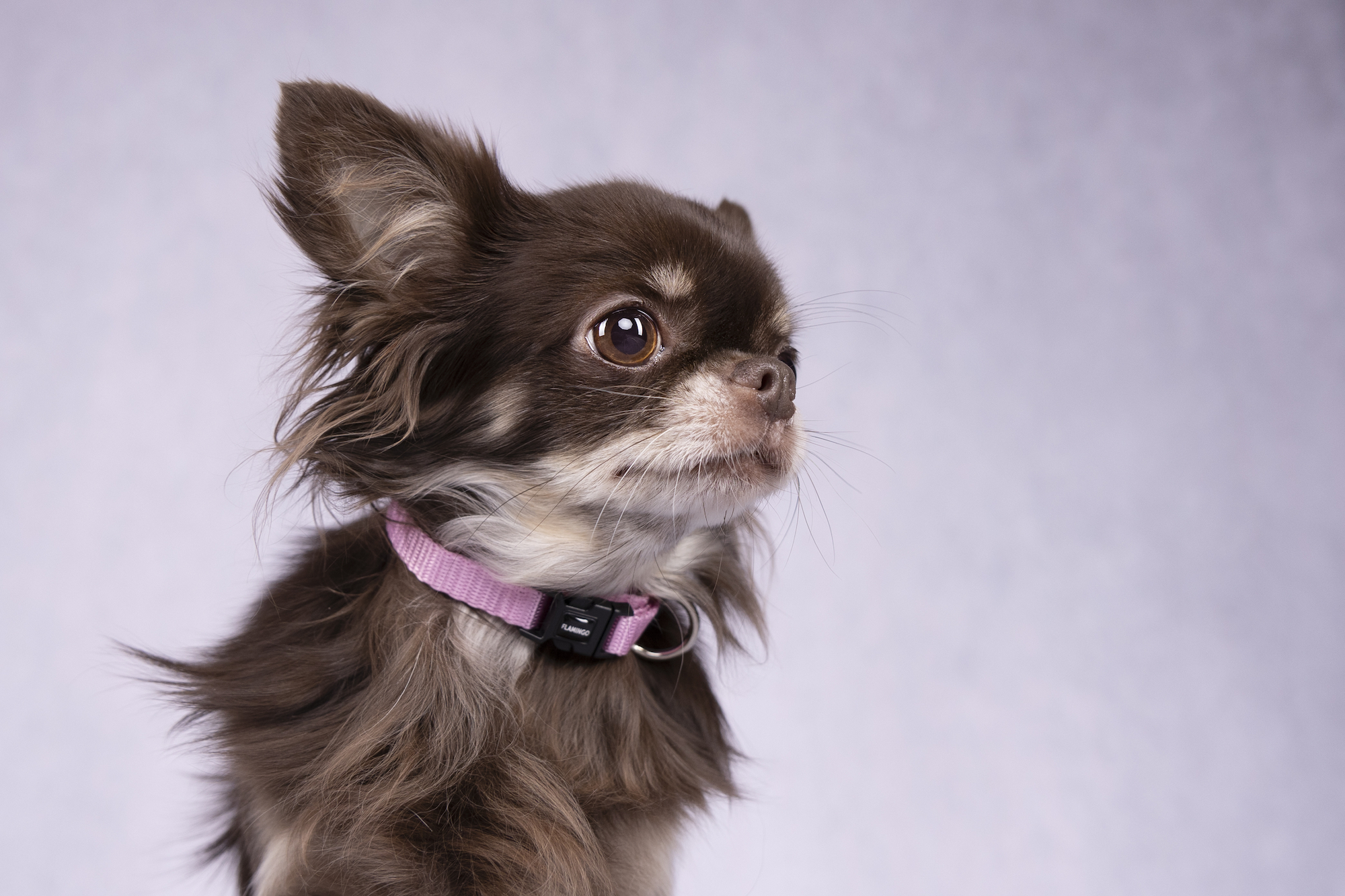 Flamingo Collar Ziggi Pink