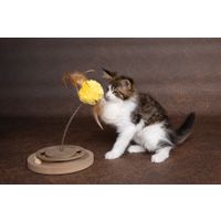 Flamingo Krabspeelgoed Kitty Lichtbruin