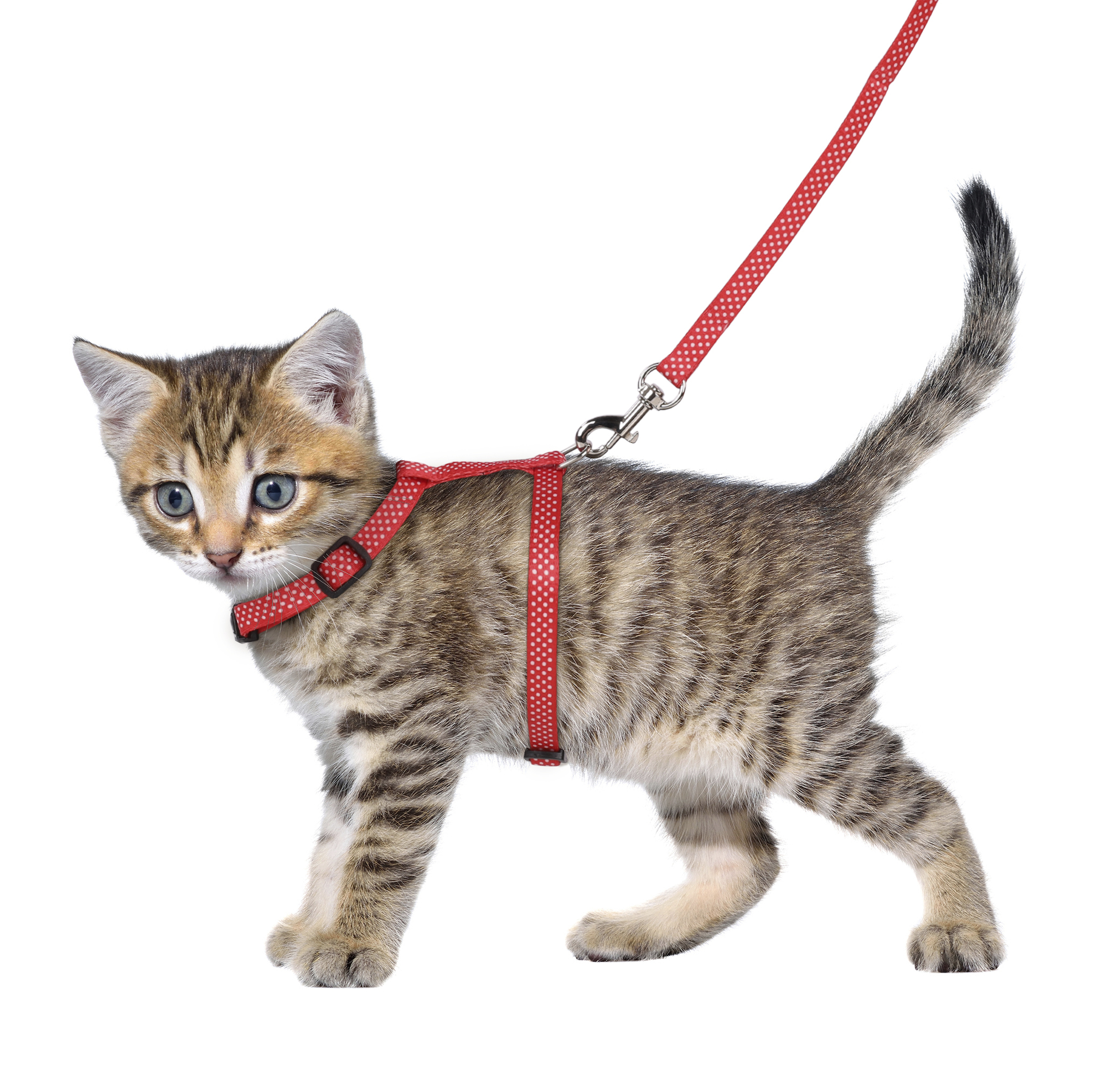 Flamingo Harness with leash Kitten Aiwa Multiple colours