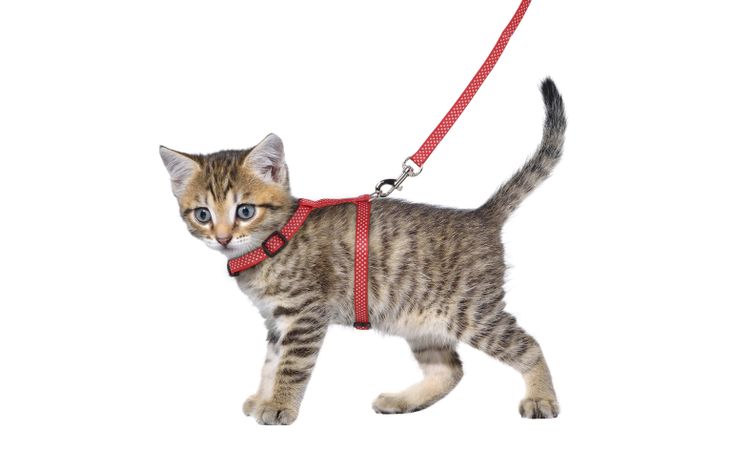 Flamingo Harness with leash Kitten Aiwa Multiple colours