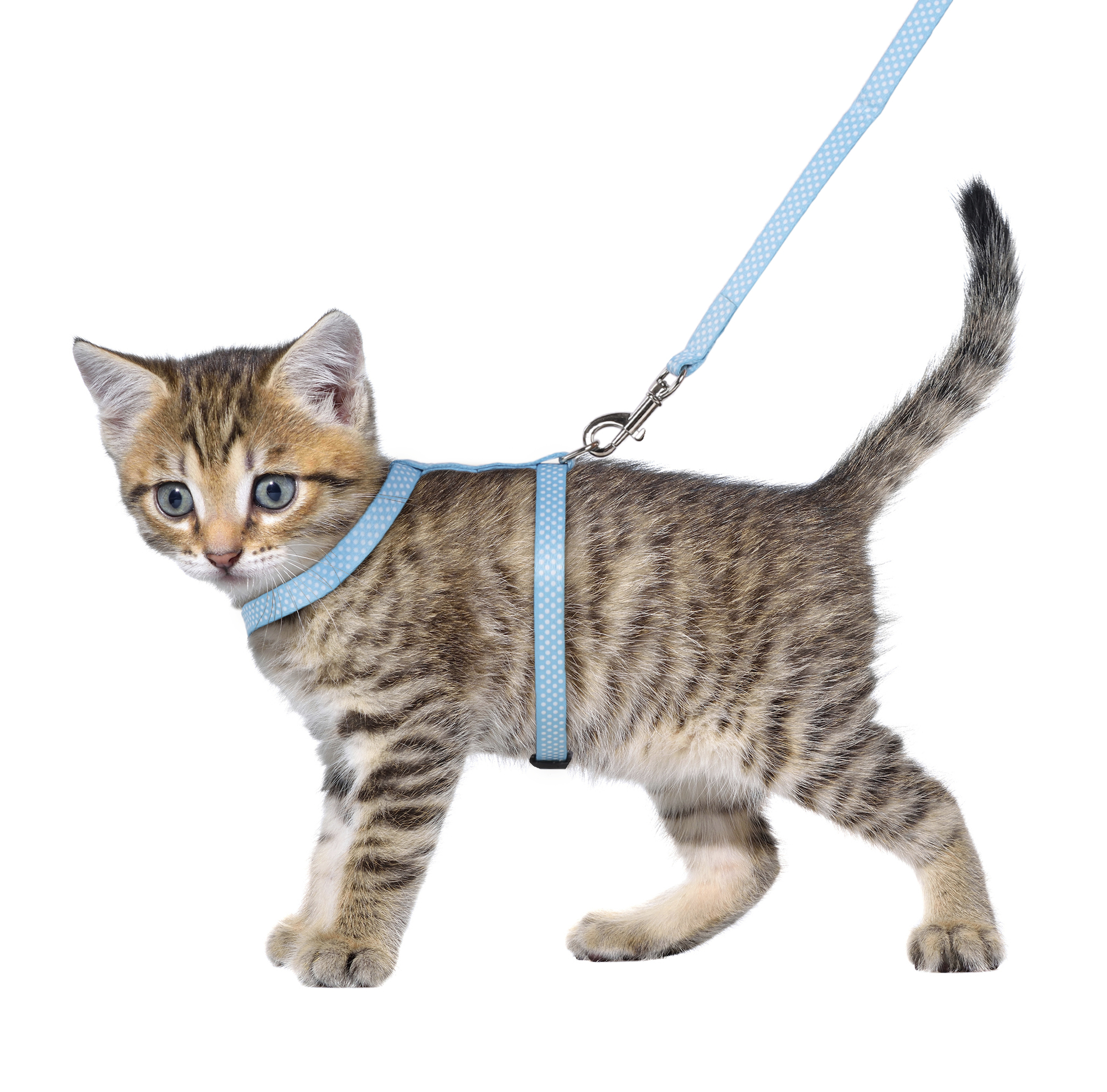 Flamingo Harness with leash Kitten Aiwa Multiple colours