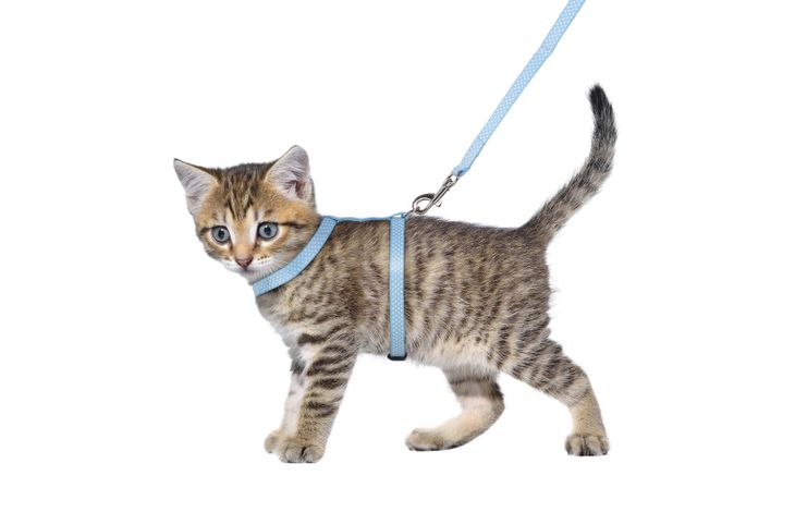 Flamingo Harness with leash Kitten Aiwa Multiple colours